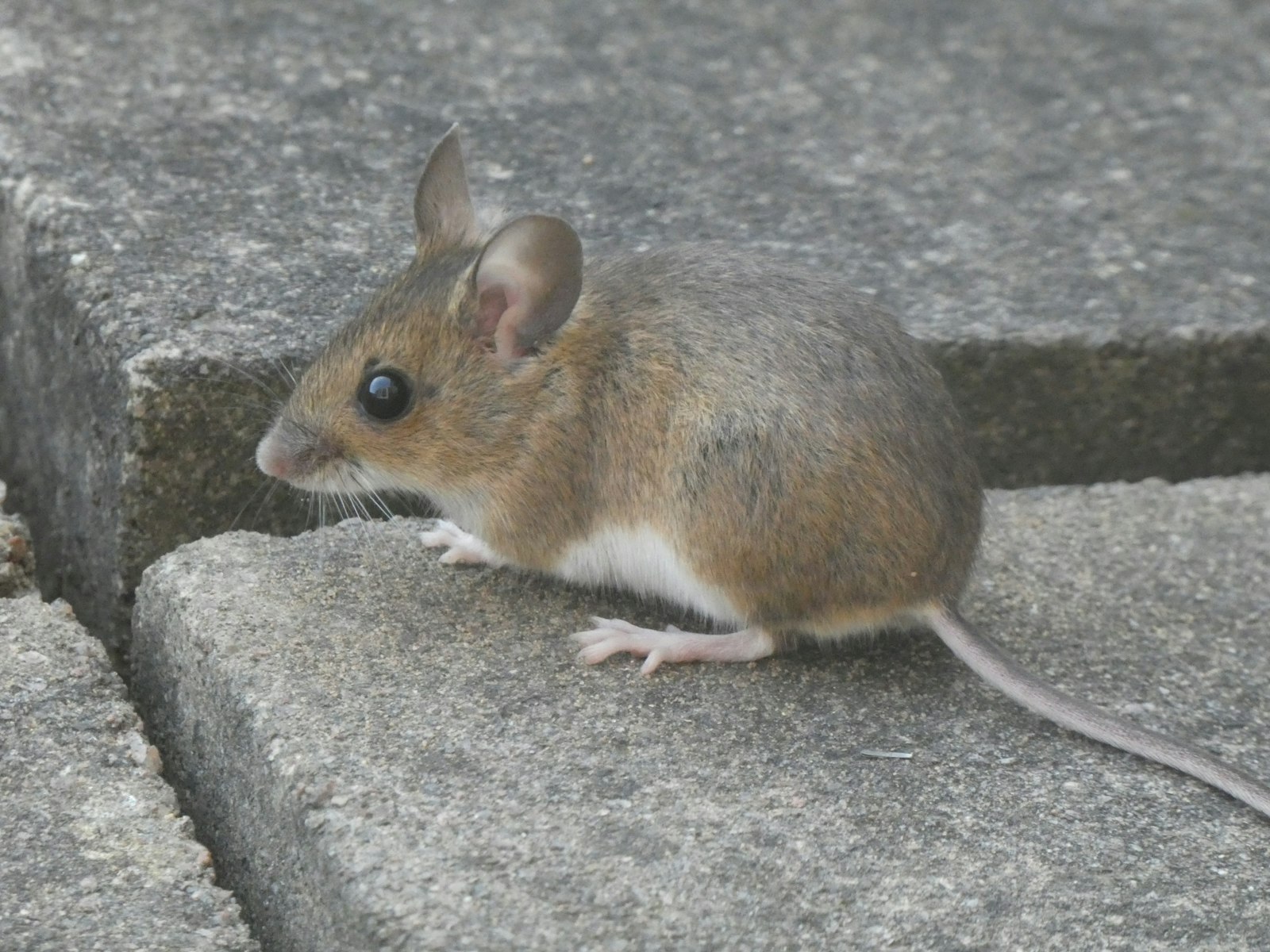 House mouse sitting on a concrete step